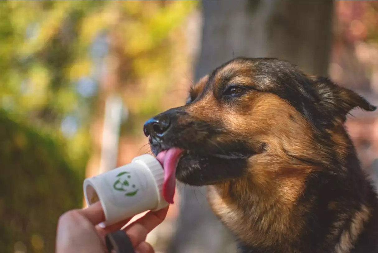 Doggypumper avec lanière